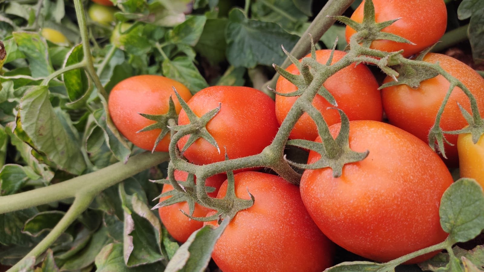 Cristalina e Luziânia se destacam na produção de tomate em Goiás