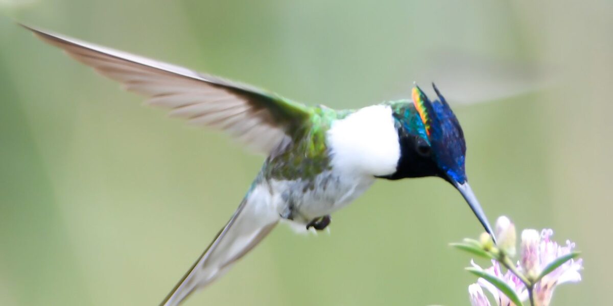 Biodiversidade do Cerrado favorece turismo de observação de pássaros
