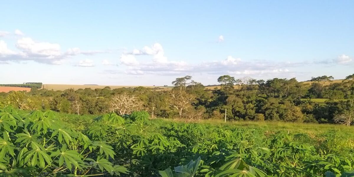 Mandioca japonesinha é aposta de ganhos para cooperativa em Novo Gama