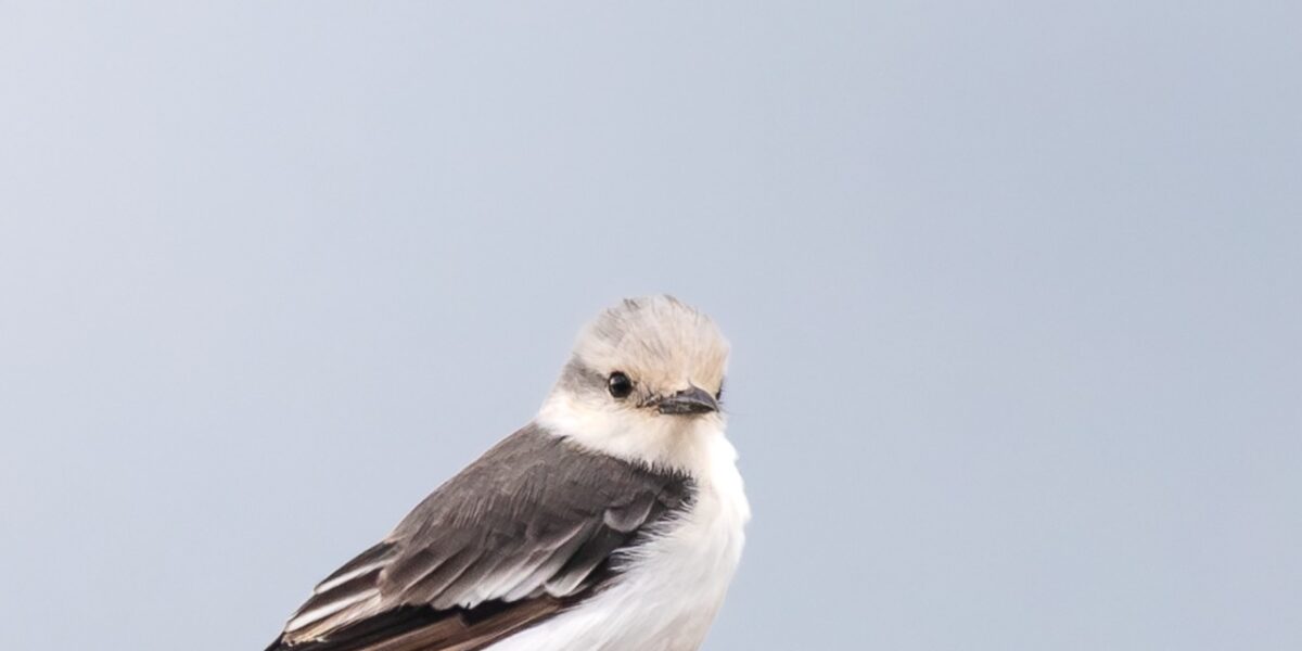Secretaria do Entorno apoia Avistar Brasília e impulsiona turismo de observação de aves no Cerrado 
