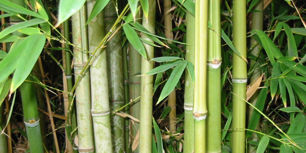 3º Seminário Nacional do Bambu será realizado em Goiânia com apoio da FAPEG
