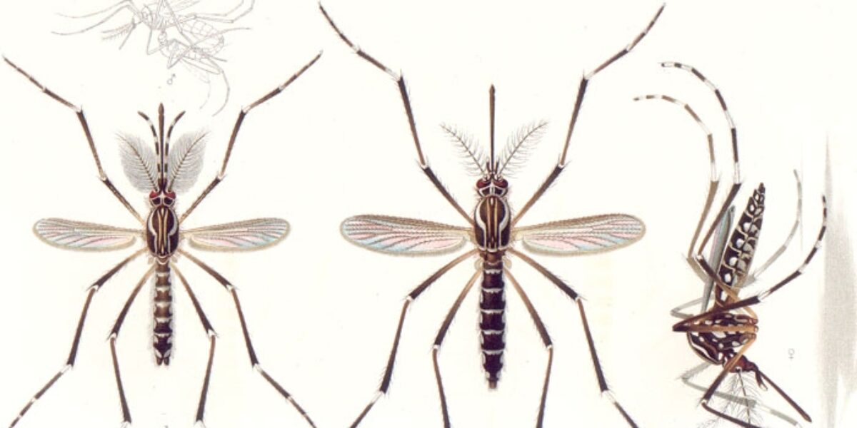 Estudo indica que Zika vírus está cada vez mais eficiente para infectar humanos