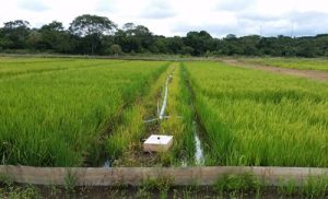 Quantificação de perda de nitrogênio para atmosfera em lavoura de arroz irrigado.