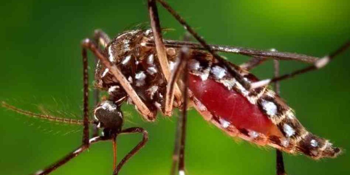 FAPs participam do combate nacional ao mosquito Aedes aegypti