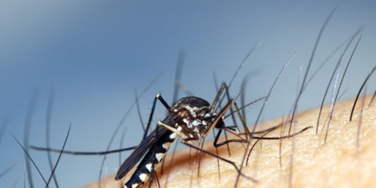 União Europeia lançará chamada para pesquisas com Zika vírus