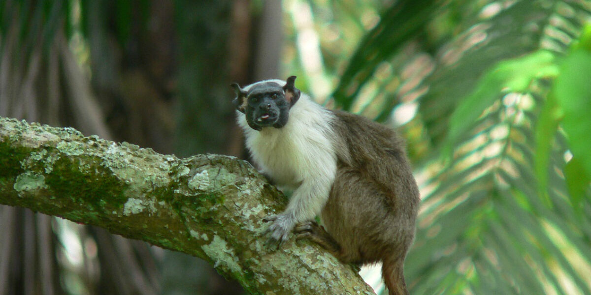 Sinergia com ciência cidadã vai ampliar base de dados da biodiversidade brasileira