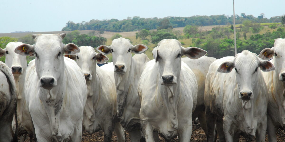 UEG inaugura Centro de Biotecnologia em Reprodução Animal, Biotec, em São Luís de Montes Belos