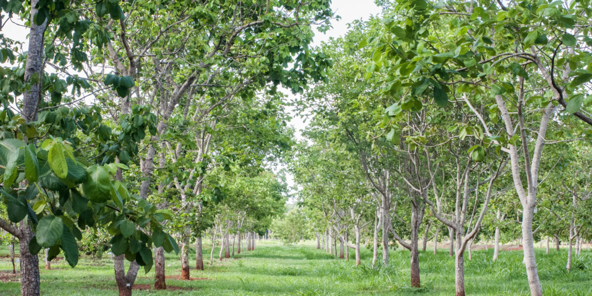 Emater e Uni-Anhanguera promovem encontro de tecnologias agrícolas