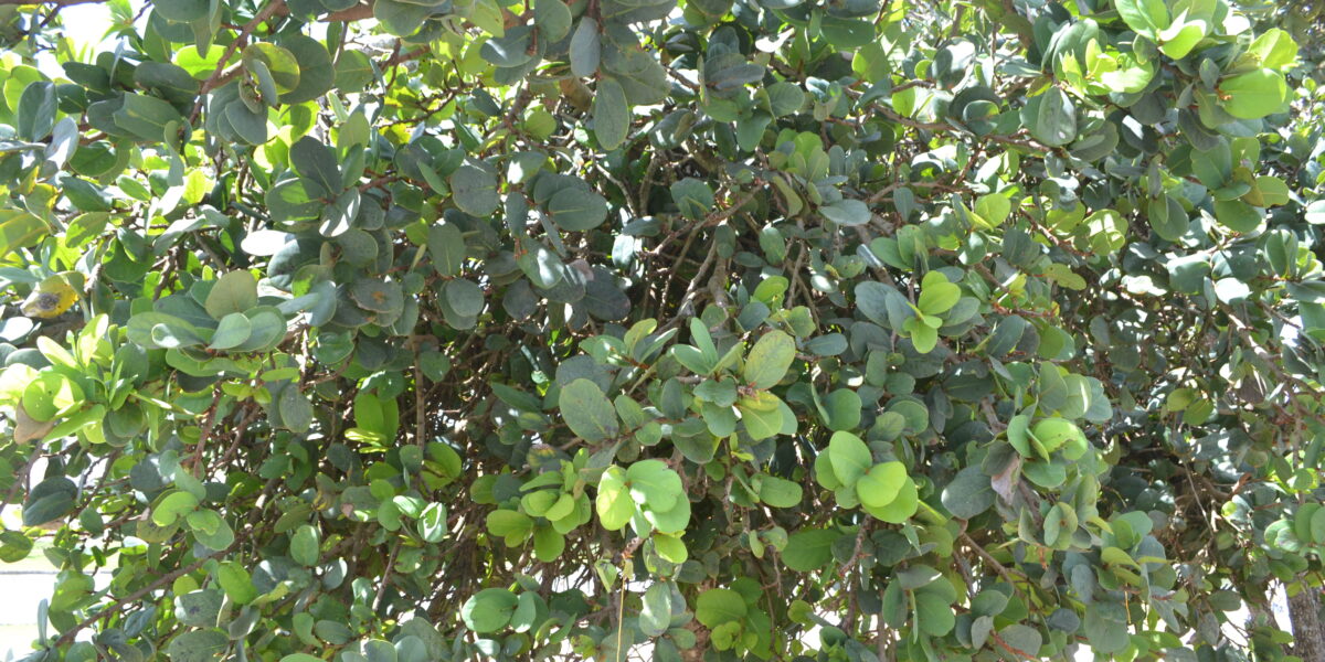 Plantas do Cerrado podem tratar doenças intestinais