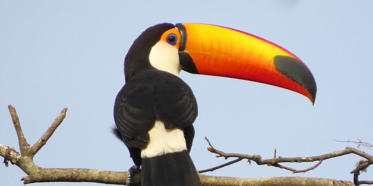 Pesquisadores da UFG mapeiam 271 aves no Cerrado