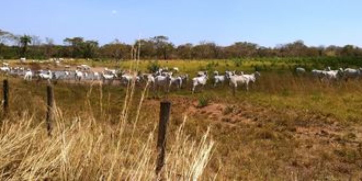 Lapig e Embrapa realizam parceria em pesquisa de campo