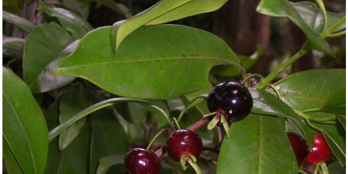 Frutas pouco conhecidas têm alto poder anti-inflamatório e antioxidante