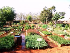 plantas medicinais da emater