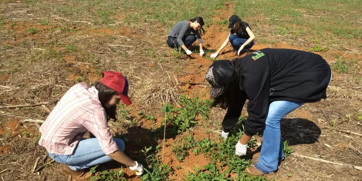 Emater é parceira na implantação de unidade demonstrativa de ILPF em Morrinhos