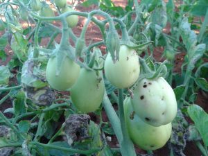 tomate atacado pela praga