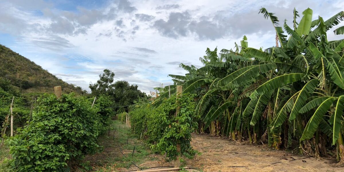 Emater experimenta cultivares de banana, uva e maracujá em Alvorada do Norte