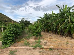 Emater experimenta cultivares de banana, uva e maracujá com maior resistência ao estresse hídrico