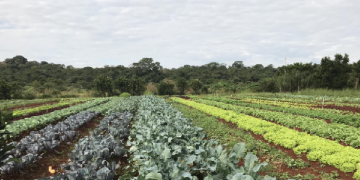 Workshop reúne pesquisadores do Brasil e Reino Unido para o desenvolvimento rural sustentável