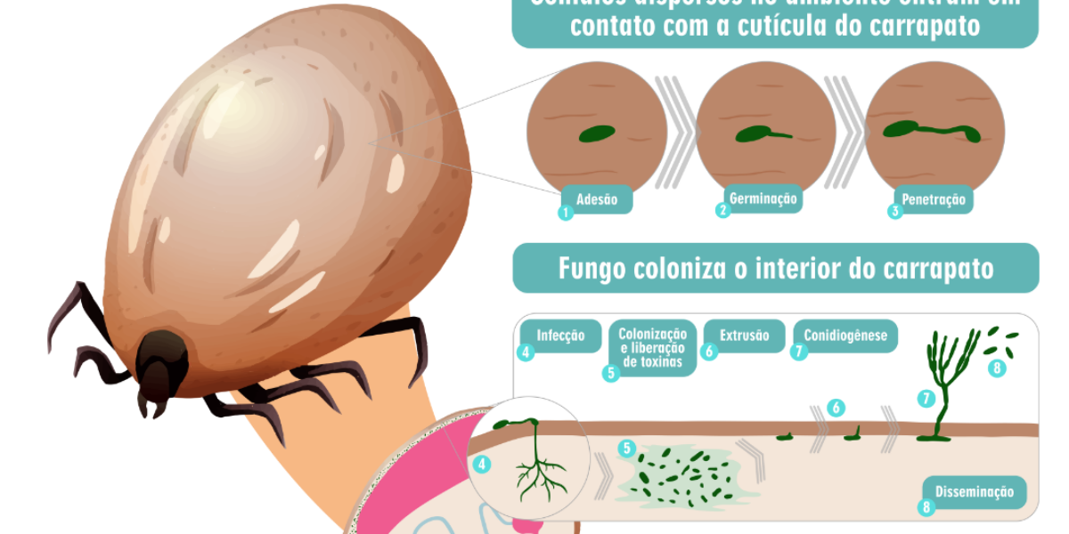 Pesquisa testa o uso de fungos para controle de carrapatos