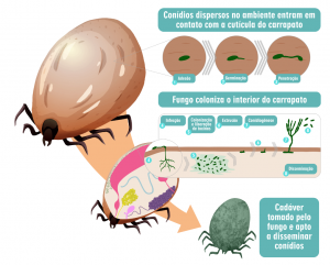 UFG testa fungo para controle de carrapatos