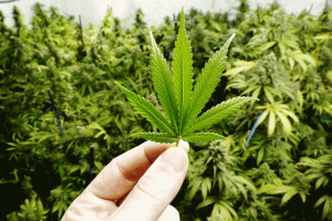 I Simpósio Cannabis sativa