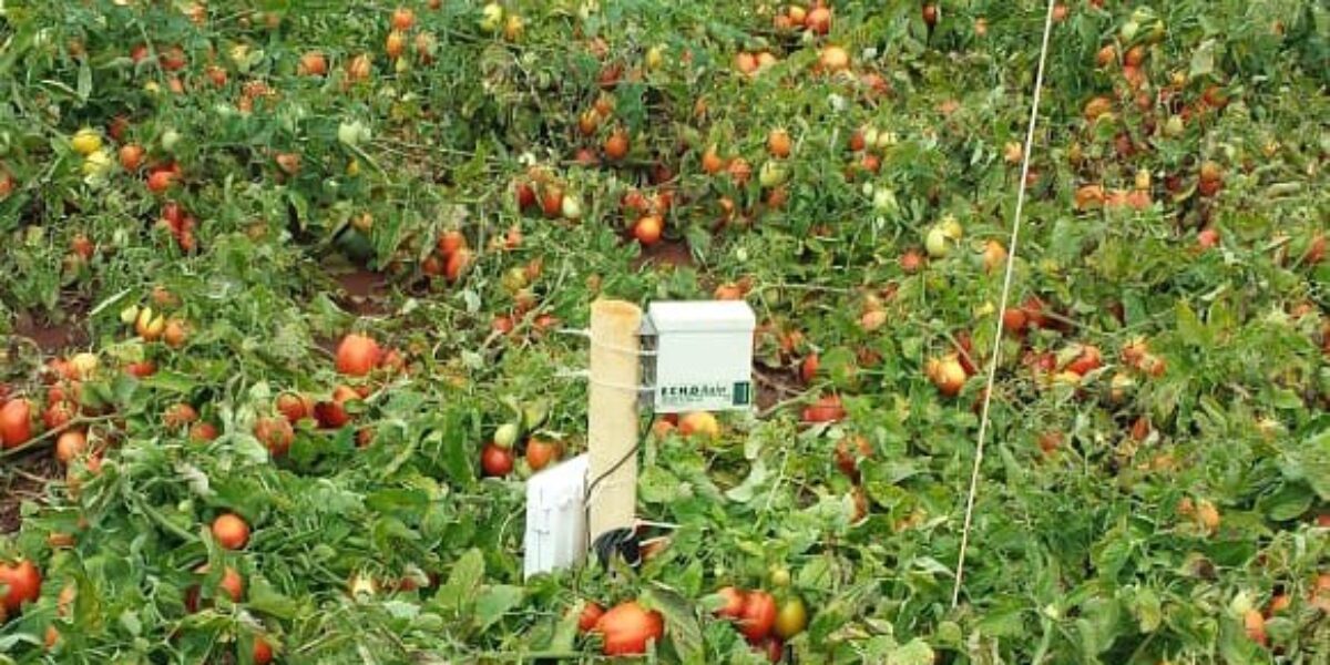 Governo aporta R$ 495 mil para diagnóstico do manejo da irrigação e desenvolvimento de software para eficiência da irrigação do tomate industrial
