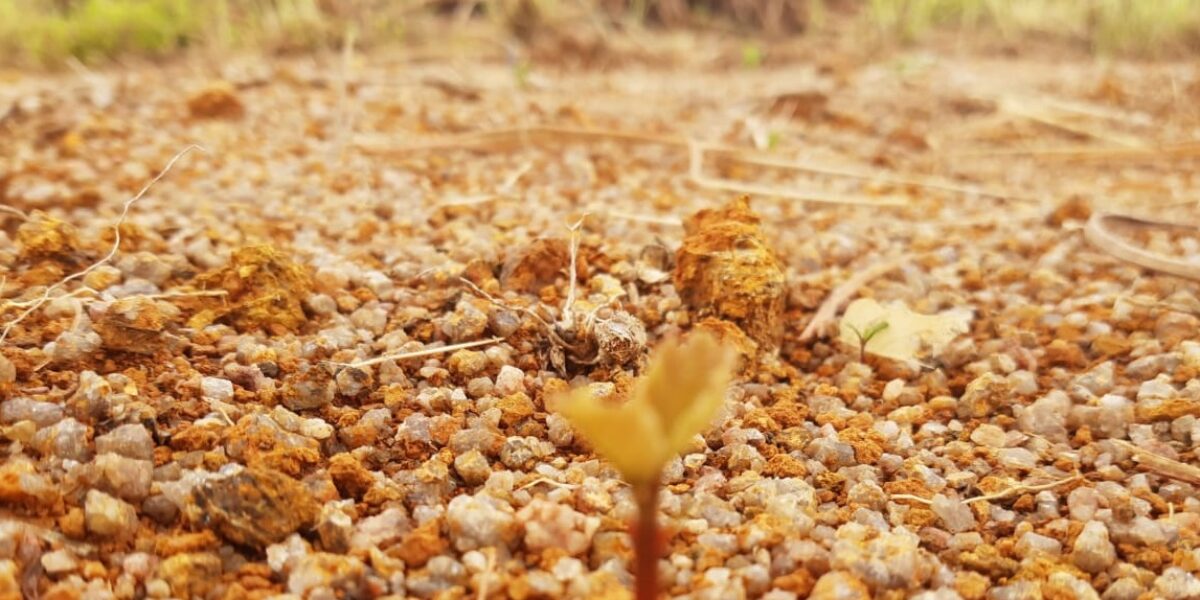 Pequi pode desaparecer na região do Oeste Goiano