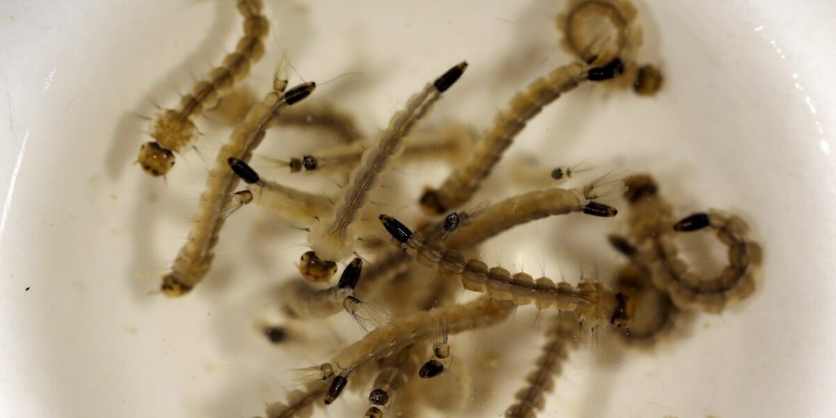 Pesquisadores utilizam inteligência artificial e ensaios experimentais para desenvolver larvicidas ecossustentáveis contra o Aedes aegypti