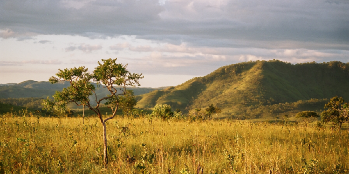 Fapeg divulga resultado preliminar da Chamada Pública para Conservação da Biodiversidade – Legado Verdes do Cerrado