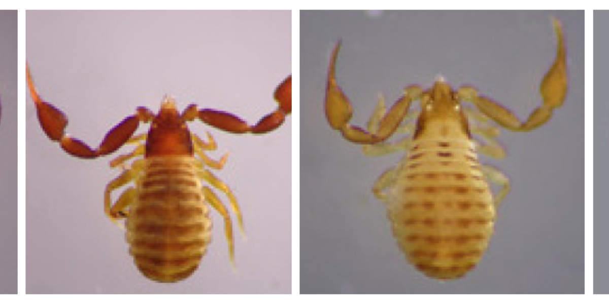 Laboratório da UEG confirma descoberta de dois pseudoescorpiões