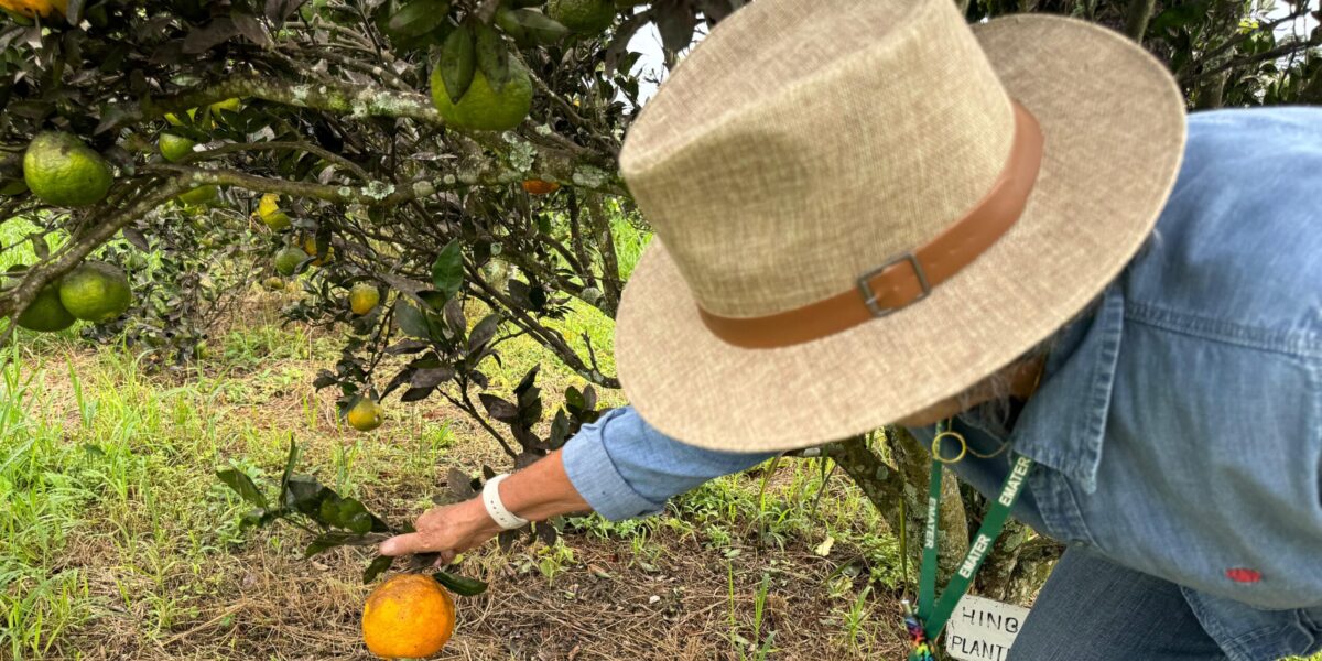 Fapeg e Emater lançam edital para pesquisa e inovação na agricultura familiar em Goiás