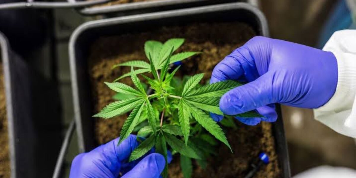 Prazo para propostas ao edital de apoio à pesquisa em Cannabis medicinal termina quarta-feira