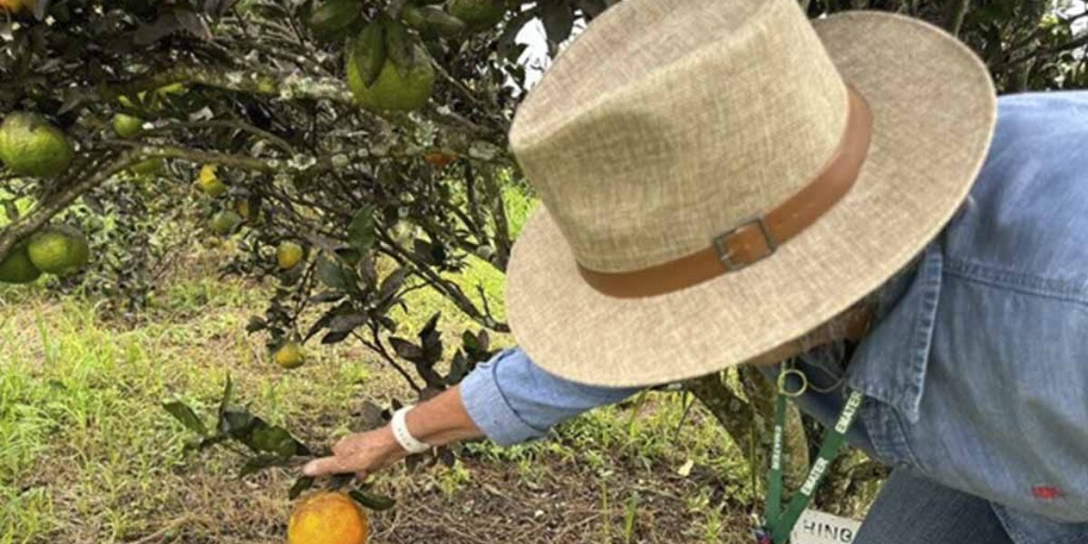 Governo de Goiás divulga resultado de edital para agricultura familiar