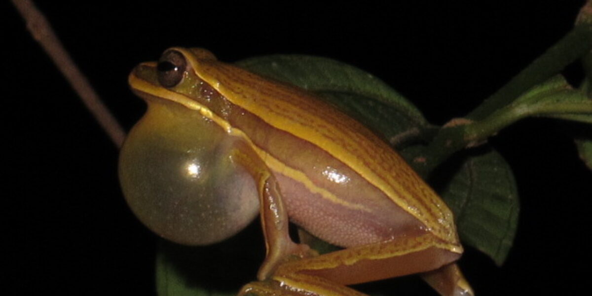Fapeg impulsiona criação de aplicativo que revela mitos e ciência dos anfíbios do Cerrado