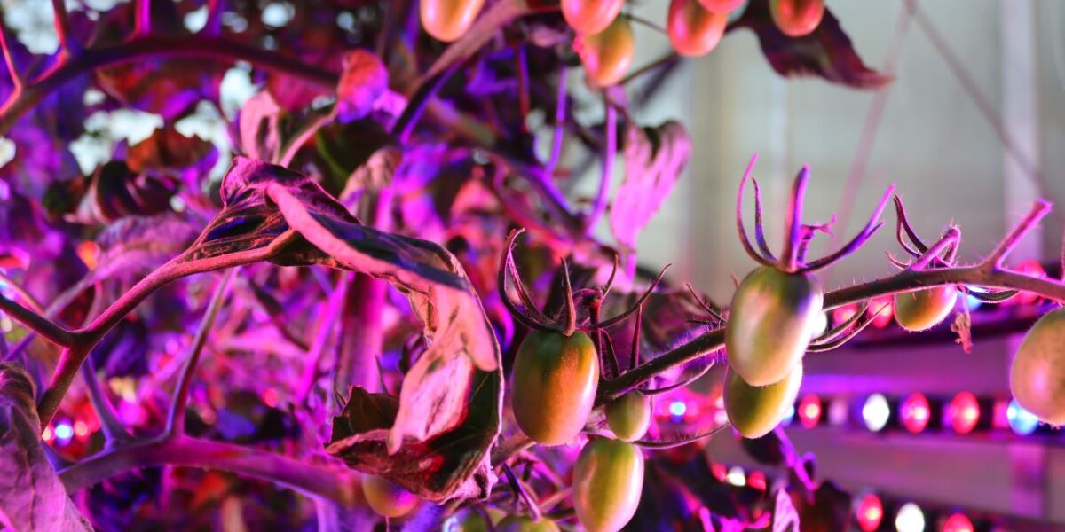 Da pesquisa ao campo