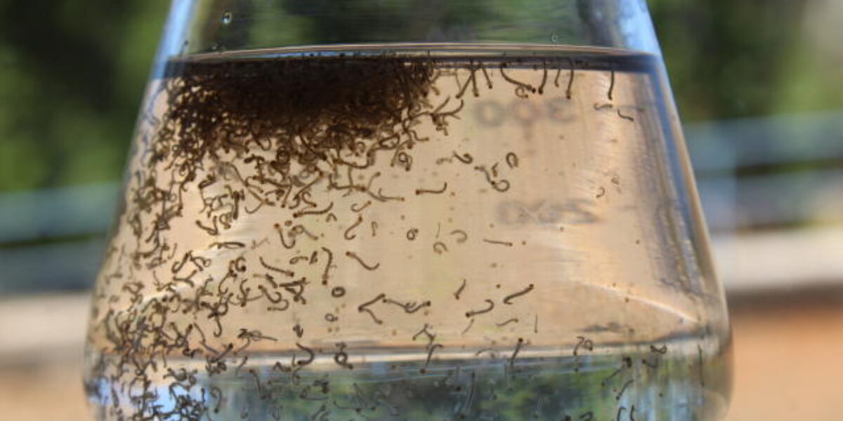Governo investe cerca de R$ 2 milhões em projetos e soluções inovadoras contra o Aedes aegypti