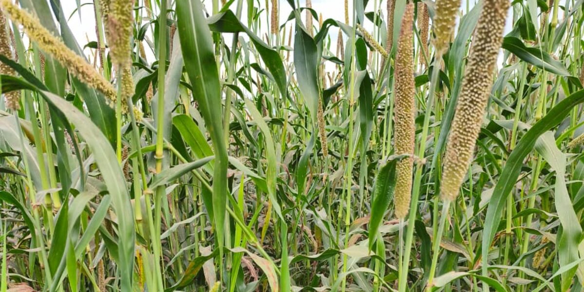Pesquisa em Goiás aposta no controle cultural para frear resistência de plantas daninhas a herbicidas