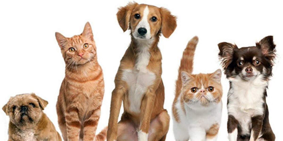 Equipe da GT, em iniciativa própria, coleta tampas plásticas em apoio ao projeto socioambiental