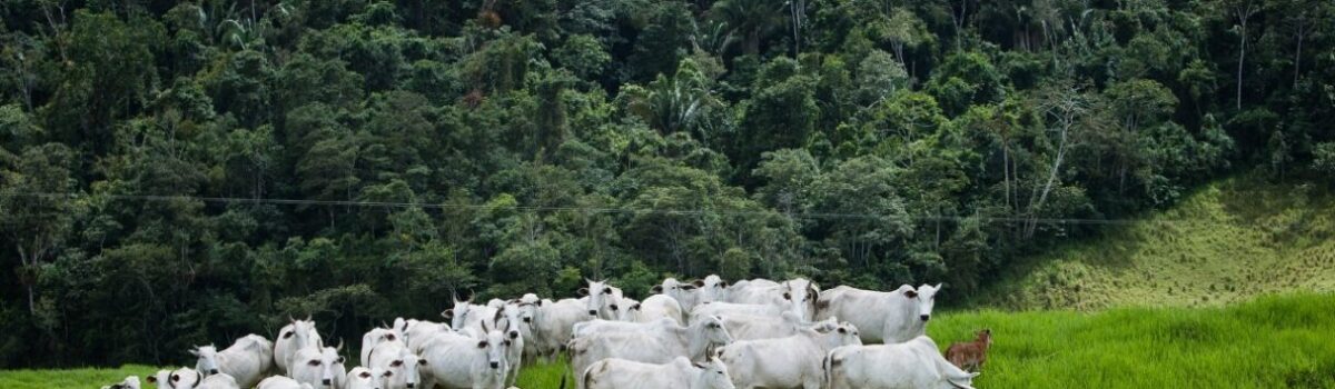 Goiás é destaque em preservação ambiental associada ao crescimento do agronegócio