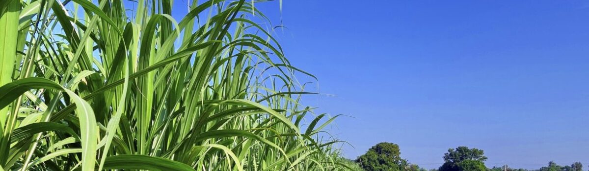 Produção de biocombustíveis em Goiás tem alta de 17% em 2024
