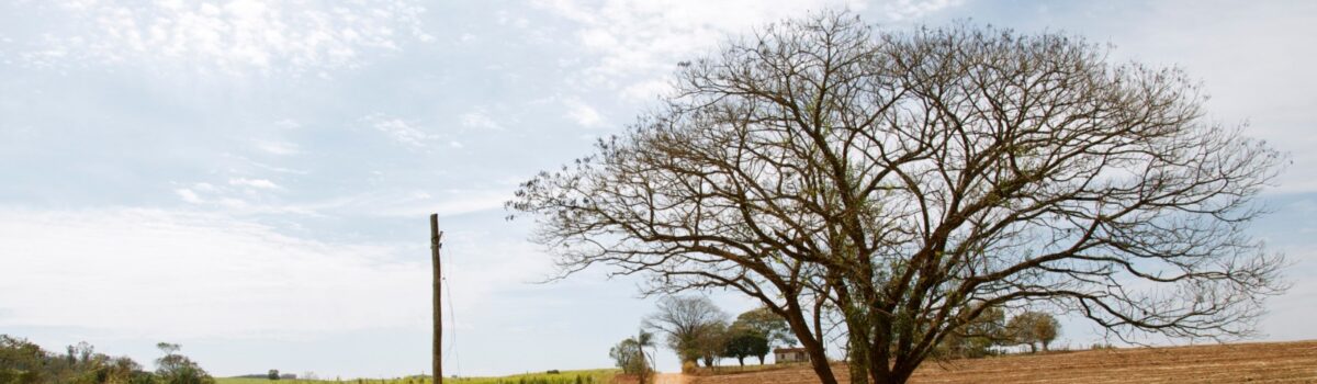 Com Programa de Liberdade Econômica, emissão de certidões passa a ser automática