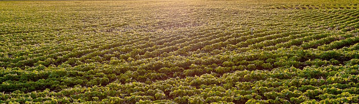 Governo de Goiás lança boletim dedicado ao PIB do Agronegócio