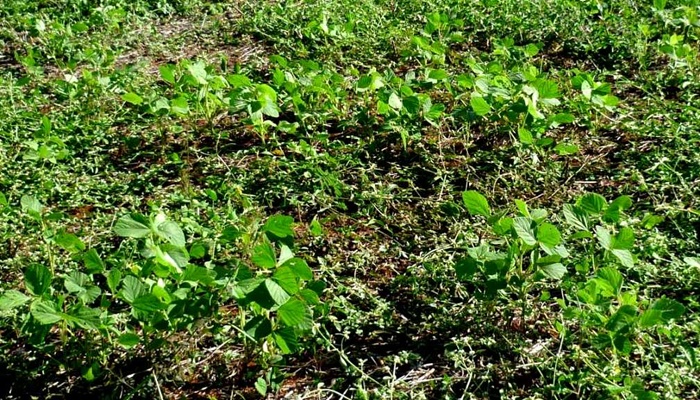 Os produtores devem eliminar todas as plantas vivas de soja para evitar a transmissão da ferrugem para os plantios de verão(Fotos: Agrodefesa)