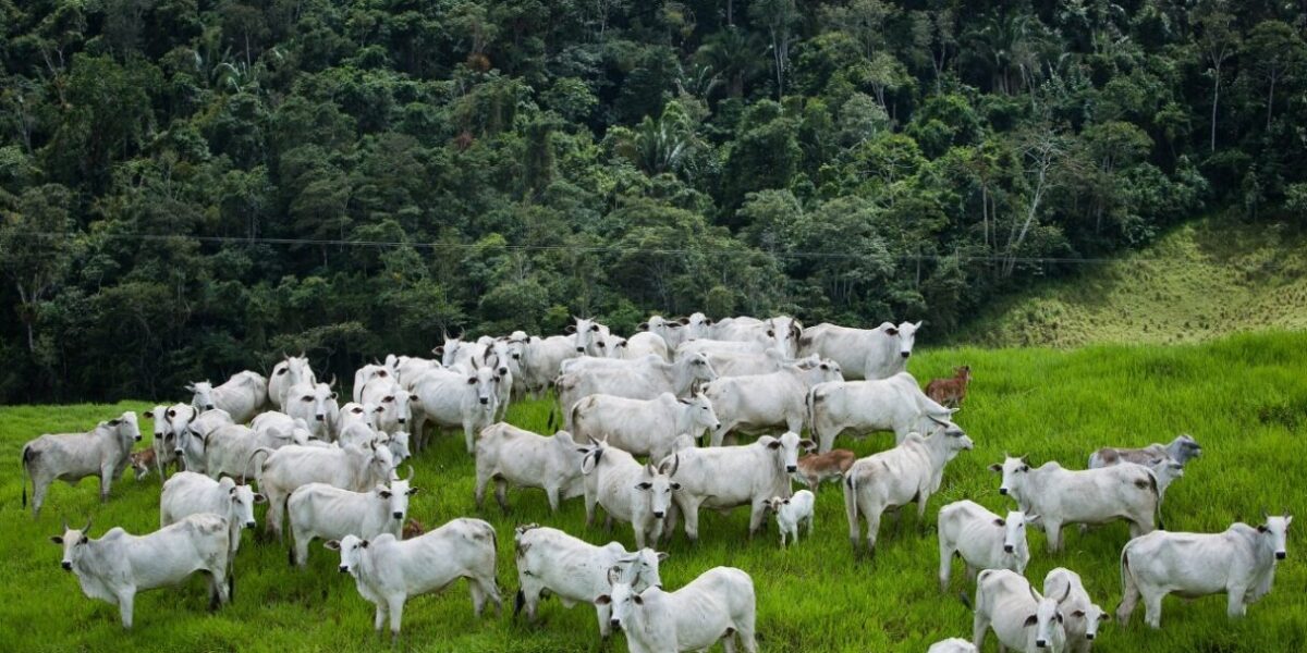 Goiás é destaque em preservação ambiental associada ao crescimento do agronegócio