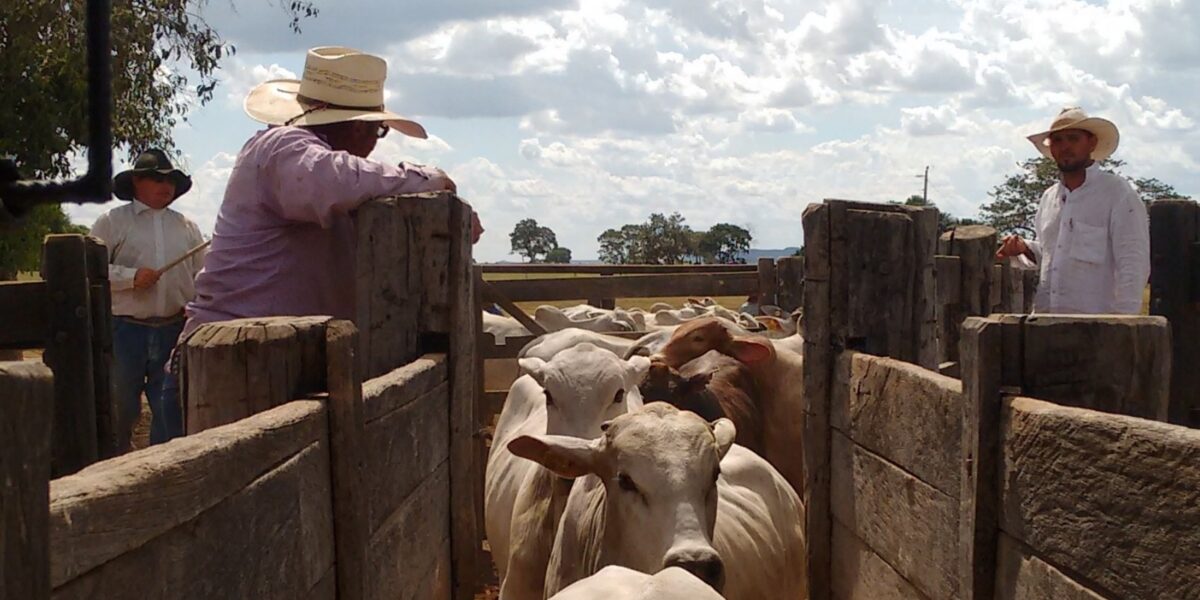 Agrodefesa anuncia regras para vacinação contra aftosa e raiva