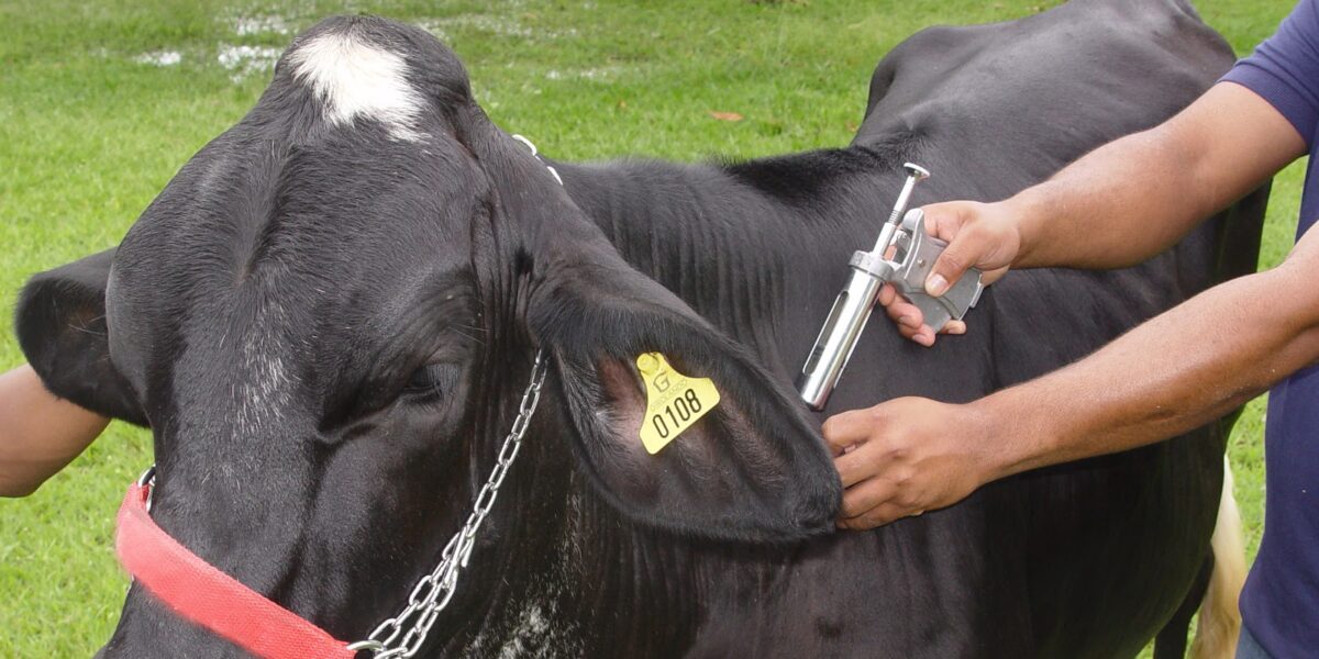 Agrodefesa intensifica divulgação da campanha contra aftosa e raiva