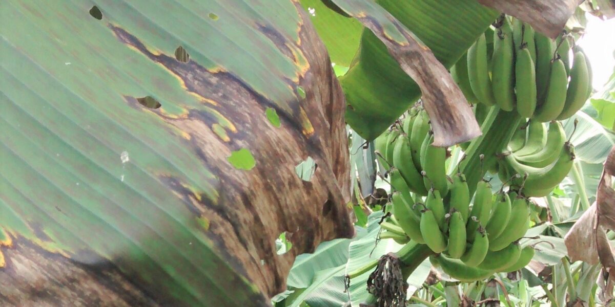 Agrodefesa detecta Sigatoka Negra em bananais em Goiás