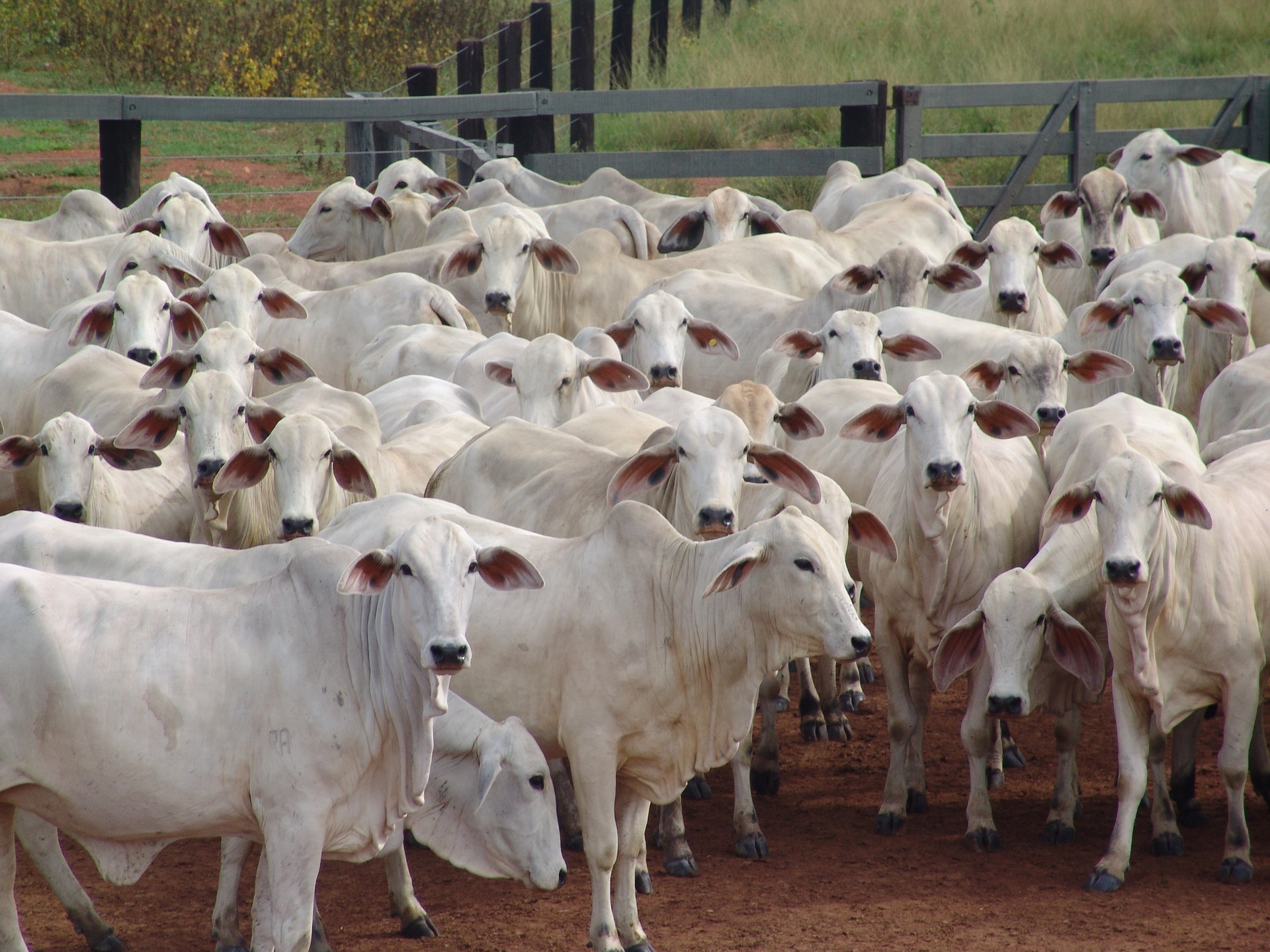 Exportações goianas de carnes bovina geram US$ 1 bilhão