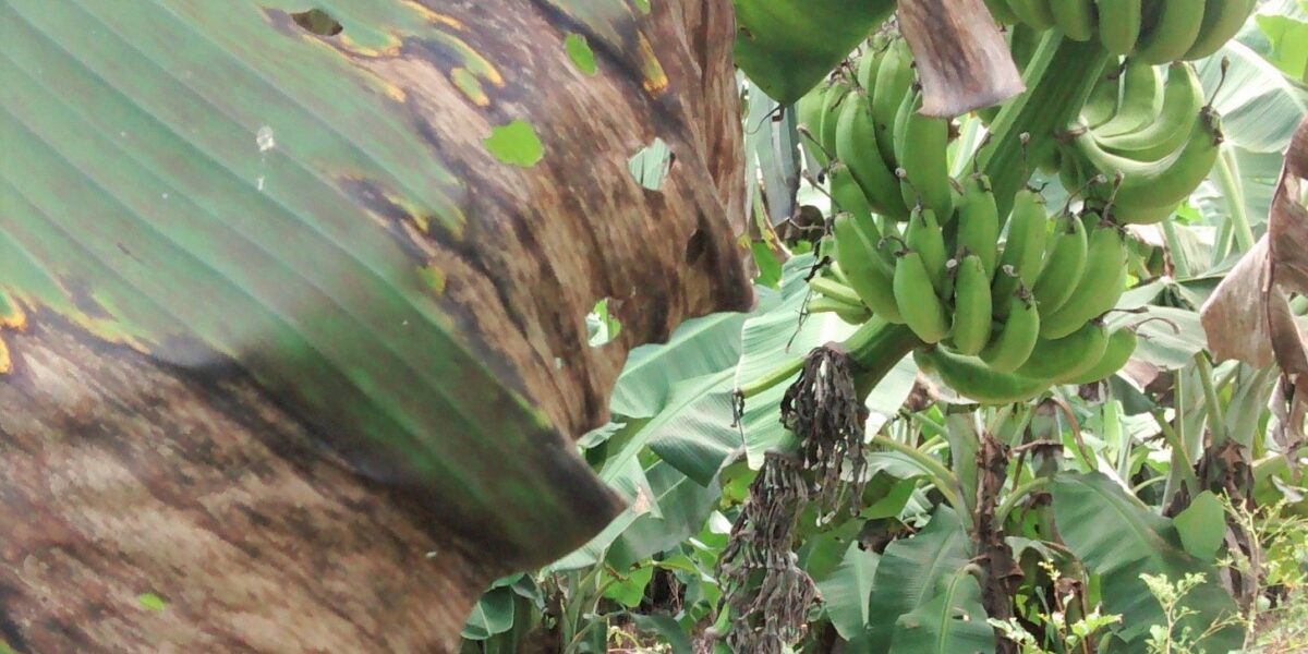 Agrodefesa fixa medidas  para evitar disseminação da Sigatoka Negra