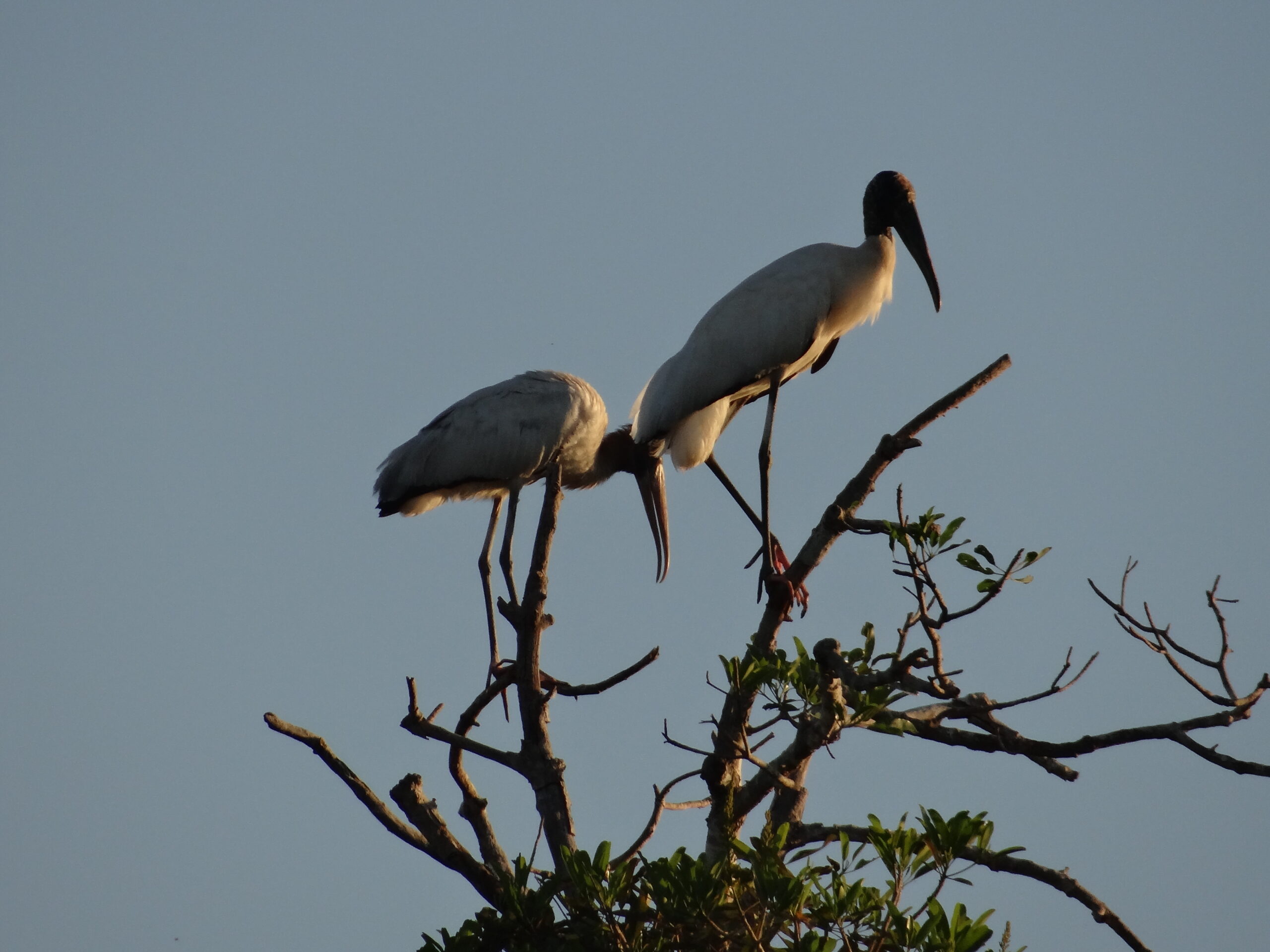 Tuiuiú (Jabiru mycteria Lichtenstein, 1819) 